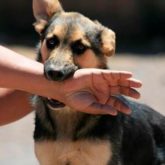 Abogados de Mordeduras y Ataques de Perro East Los Angeles El Mejor Bufete Jurídico de Abogados en Español Especializados en Lesiones por Mordidas de Perro o Mascotas en East Los Angeles California